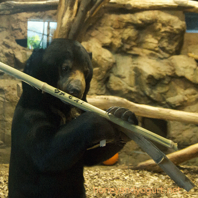 札幌市円山動物園　マレーグマ　ウメキチ