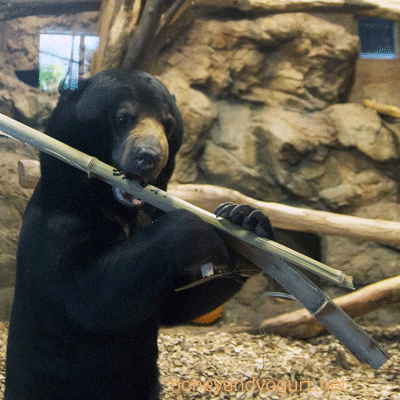 札幌市円山動物園　マレーグマ　ウメキチ