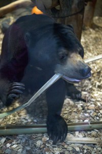 円山動物園　マレーグマ　ウメキチ