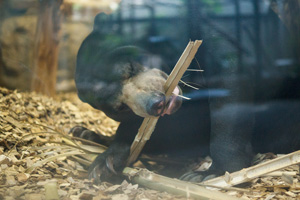 円山動物園　マレーグマ　ウメキチ