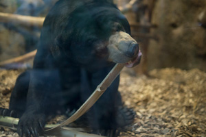 円山動物園　マレーグマ　ウメキチ