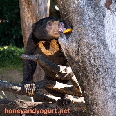 上野動物園 マレーグマ アズマ