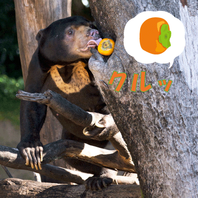 上野動物園 マレーグマ アズマ