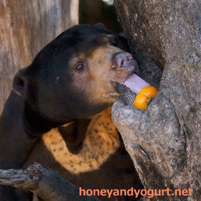 上野動物園 マレーグマ アズマ