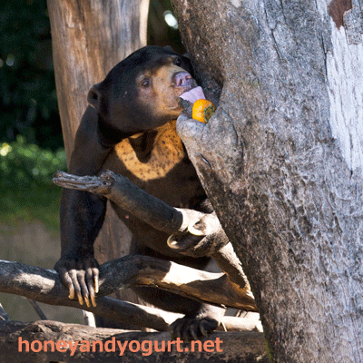 上野動物園 マレーグマ アズマ