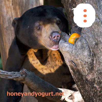 上野動物園 マレーグマ アズマ