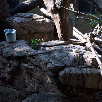 上野動物園　マレーグマ舎