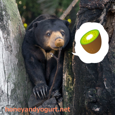 上野動物園　マレーグマ　モモコ