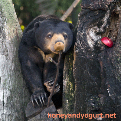 上野動物園　マレーグマ　モモコ