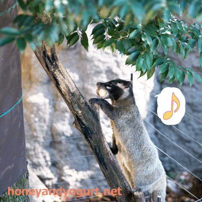 上野動物園　マレーグマ舎