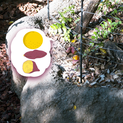 上野動物園　マレーグマ舎