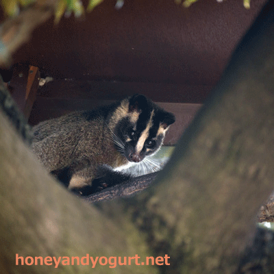 上野動物園　マレーグマ　モモコ
