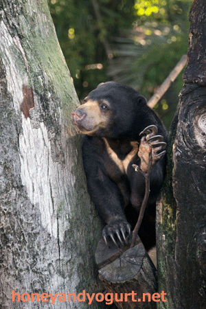 上野動物園　マレーグマ　モモコ