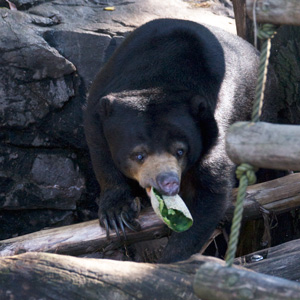 上野動物園　マレーグマ　モモコ