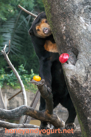 上野動物園 マレーグマ キョウコ