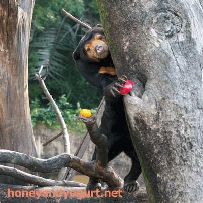 上野動物園 マレーグマ キョウコ