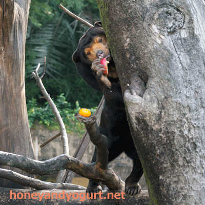 上野動物園 マレーグマ キョウコ
