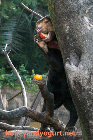 上野動物園 マレーグマ キョウコ