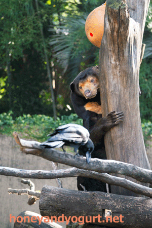 上野動物園 マレーグマ キョウコ