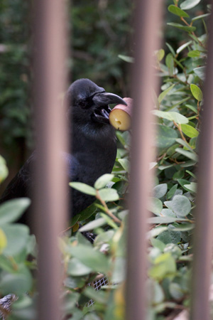 上野動物園 マレーグマ舎