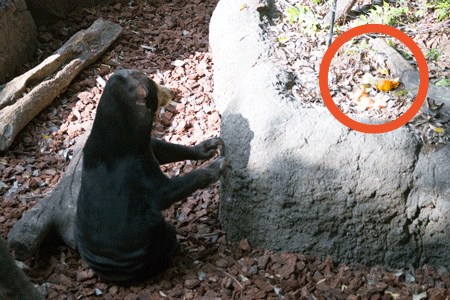 上野動物園 マレーグマ キョウコ
