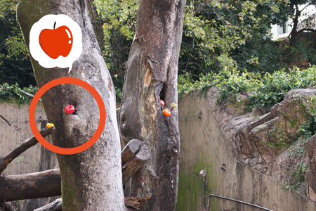上野動物園 マレーグマ舎