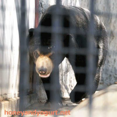 熊本市動植物園　マレーグマ　フジ