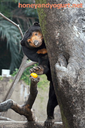 上野動物園 マレーグマ キョウコ