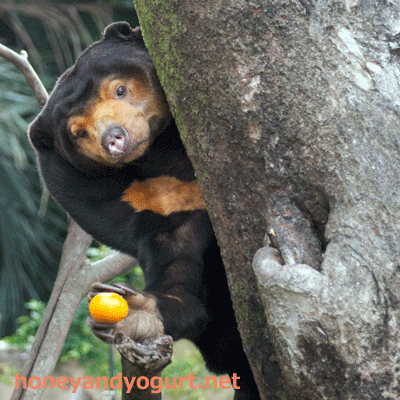 上野動物園 マレーグマ キョウコ
