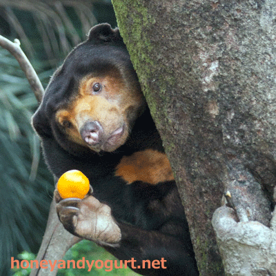 上野動物園 マレーグマ キョウコ