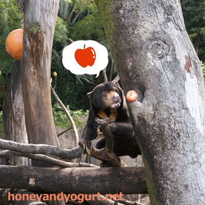 上野動物園　マレーグマ　アズマ