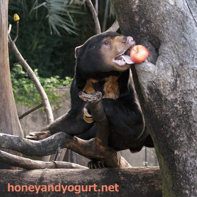 上野動物園　マレーグマ　アズマ