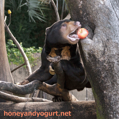上野動物園　マレーグマ　アズマ