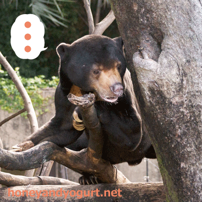 上野動物園　マレーグマ　アズマ