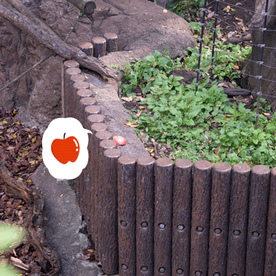 上野動物園　マレーグマ舎