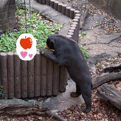 上野動物園　マレーグマ　アズマ