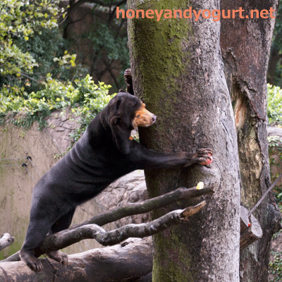 上野動物園 マレーグマ キョウコ