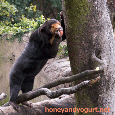 上野動物園 マレーグマ キョウコ