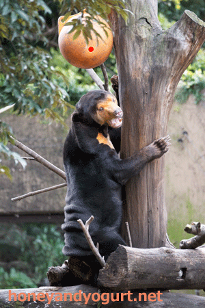 上野動物園 マレーグマ キョウコ