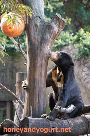 上野動物園 マレーグマ アズマ