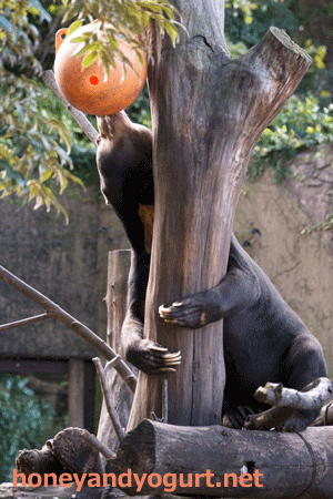 上野動物園 マレーグマ アズマ