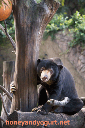 上野動物園 マレーグマ アズマ