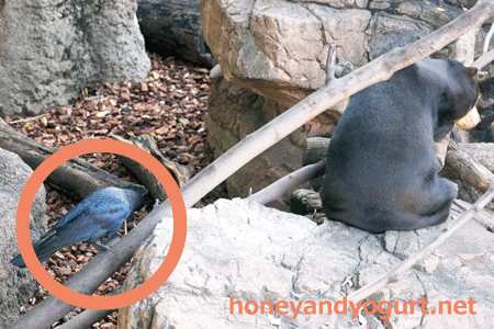 上野動物園　マレーグマ　キョウコ