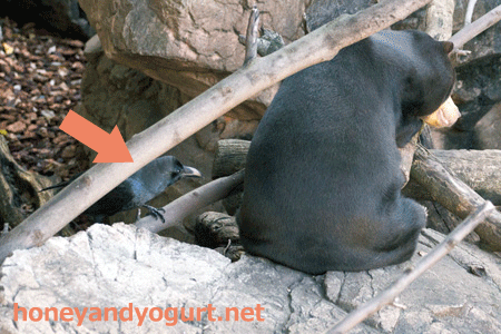 上野動物園　マレーグマ　キョウコ