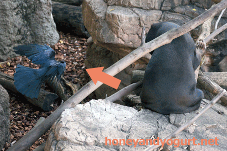 上野動物園　マレーグマ　キョウコ