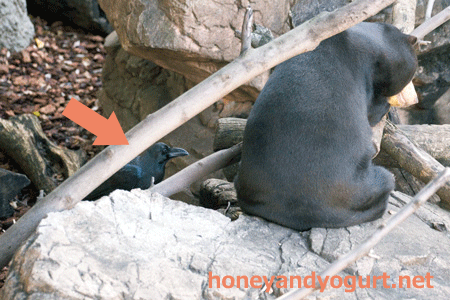 上野動物園　マレーグマ　キョウコ