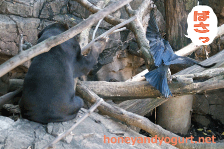 上野動物園　マレーグマ　キョウコ