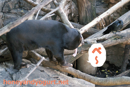 上野動物園　マレーグマ　キョウコ