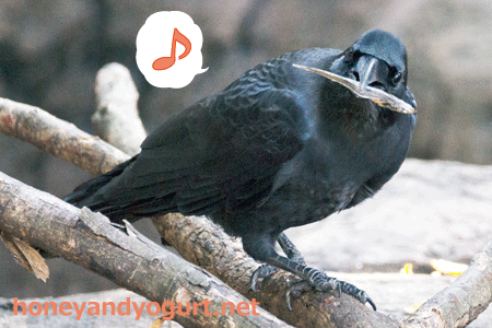 上野動物園　マレーグマ　キョウコ