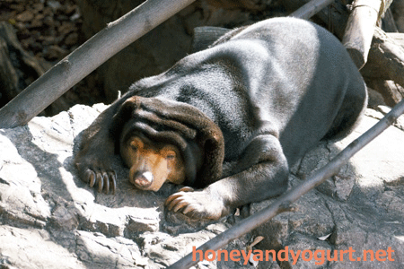 上野動物園　マレーグマ　キョウコ